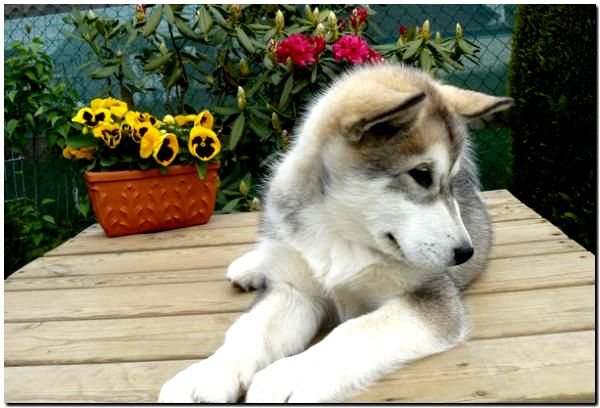 Onni 10 Wochen 114.jpg